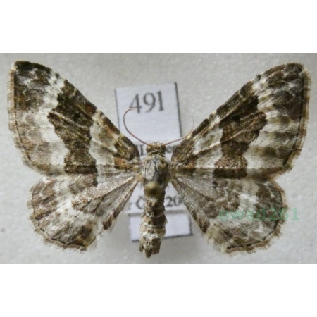 Epirrhoe alternata (Müller, 1764) Paśnik zmiennik Czech49l